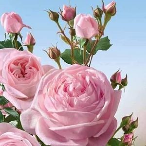 Meet your Posher, Ofelia